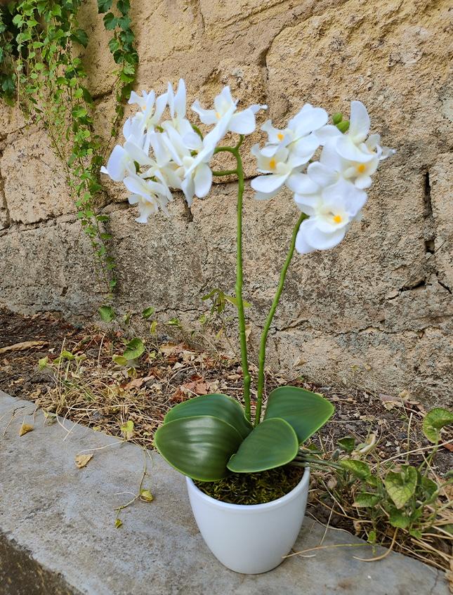 Orchidea Phalenopsis H 40- Sconti per Fioristi e Aziende - a due steli con vaso - 3 colori