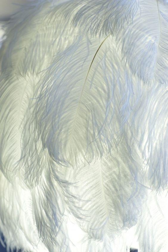 Piume di struzzo cm. 34/38 -  Sconto per Fioristi e Aziende - in vari colori