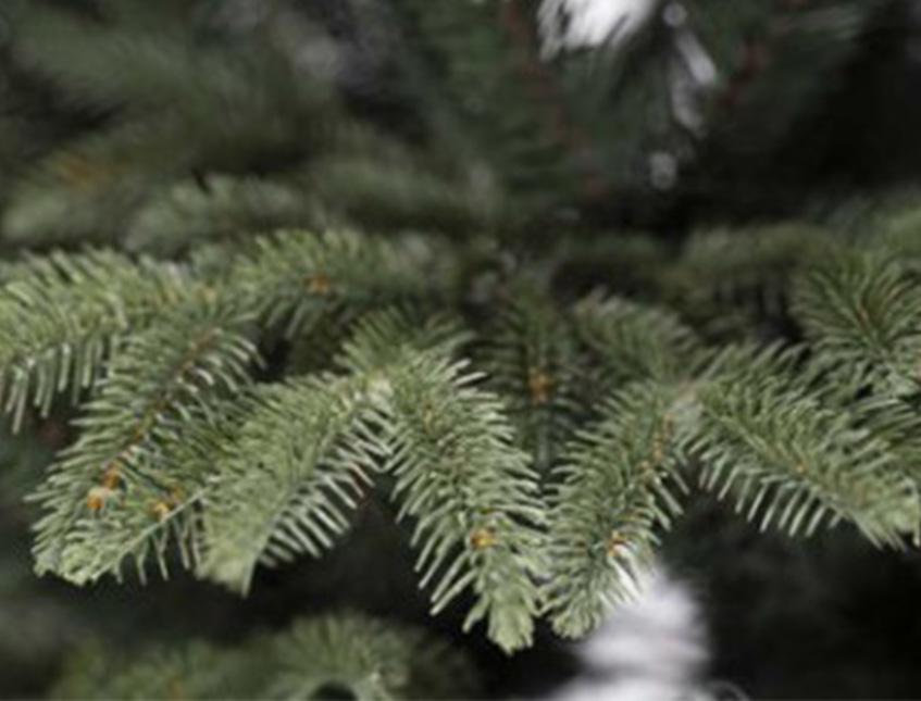 Albero Terminio Abete H 210 - Sconti per Fioristi e Aziende - Verde in PE+PVC
