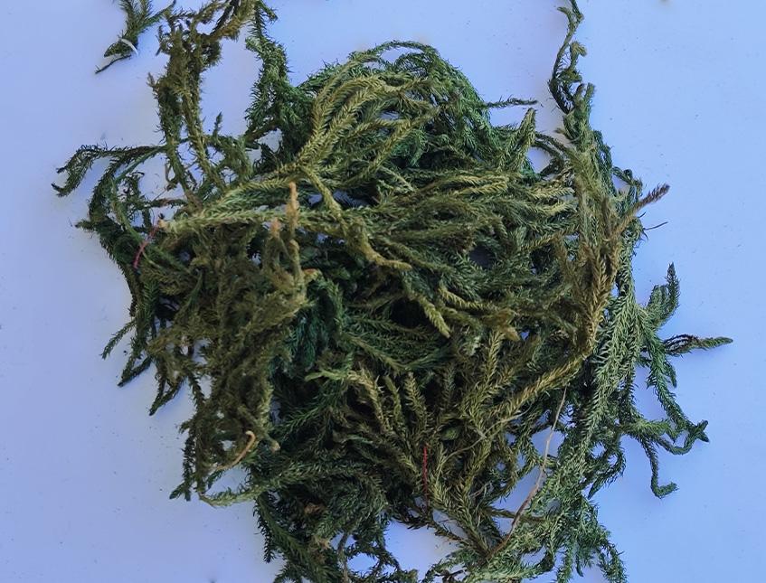 Erica Moss stabilizzata - Licopodium  busta da Gr 500 - Sconti per Fioristi e Aziende