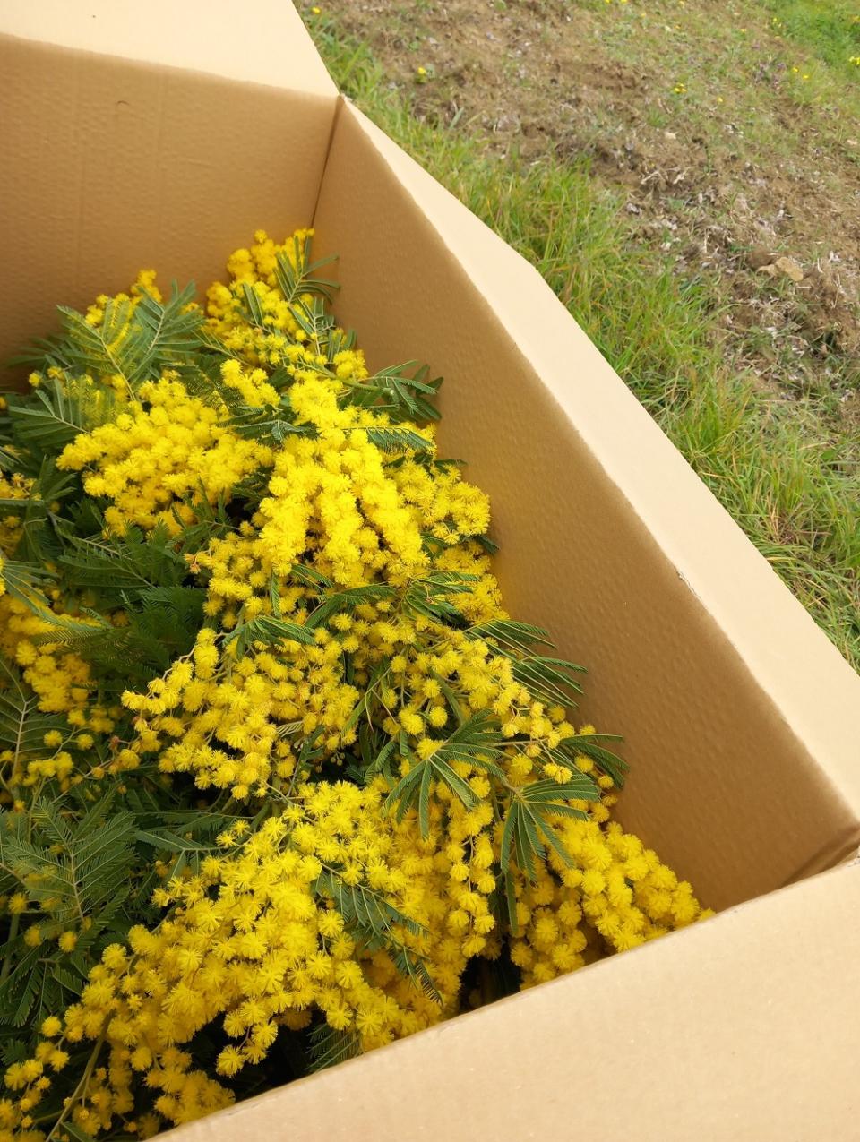 ESAURITA Mimosa Fresca box Kg. 15/20 -  Sconti per Fioristi e Aziende - Acacia Dealbata - Goulois