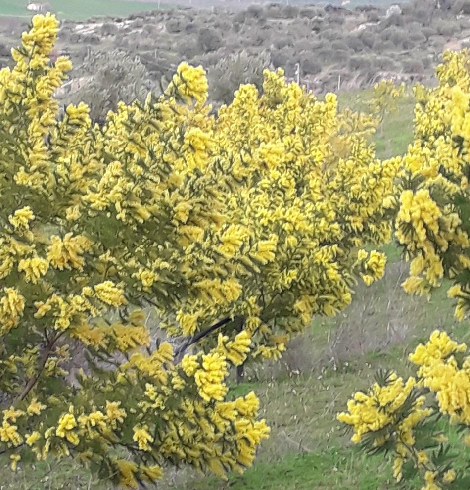 ESAURITA Mimosa Fresca box Kg. 15/20 -  Sconti per Fioristi e Aziende - Acacia Dealbata - Goulois