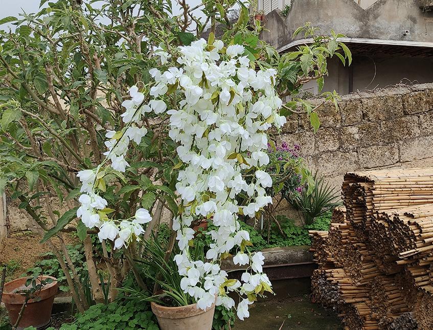 Bouganvillea cadente Bianca H 130 cm artificiale - Sconti per Fioristi e Aziende e Wedding