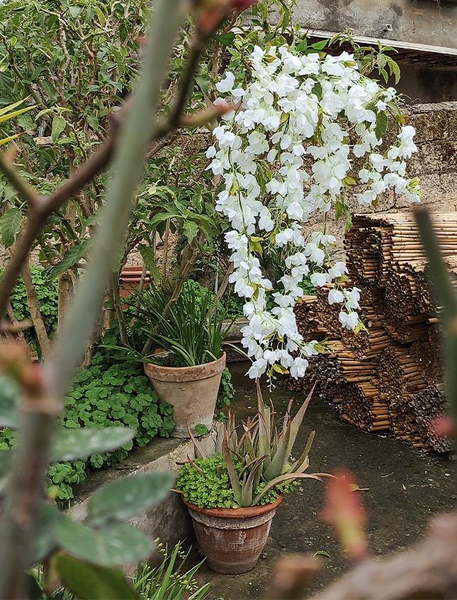 Bouganvillea cadente Bianca H 130 cm artificiale - Sconti per Fioristi e Aziende e Wedding .