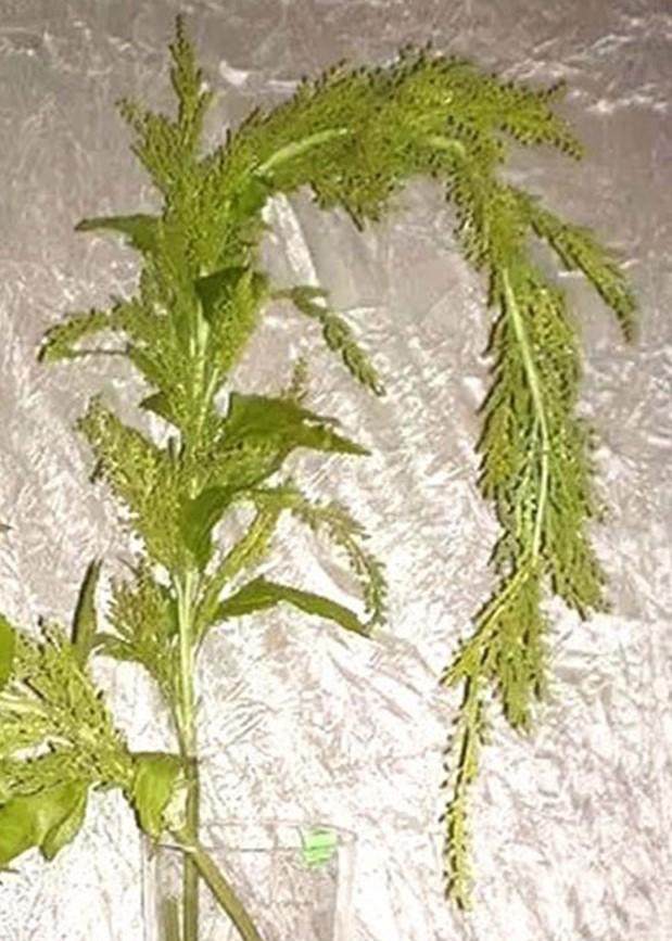 Amaranthus Caudatun H 160 - Sconti per Fioristi e Aziende . -  in gomma animato