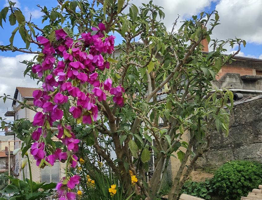 Bouganvillea cadente Fuxia H 130 cm Artificiale - Sconti per Fioristi e Aziende e Wedding