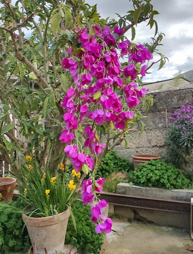 Bouganvillea cadente Fuxia H 130 cm Artificiale - Sconti per Fioristi e Aziende e Wedding .