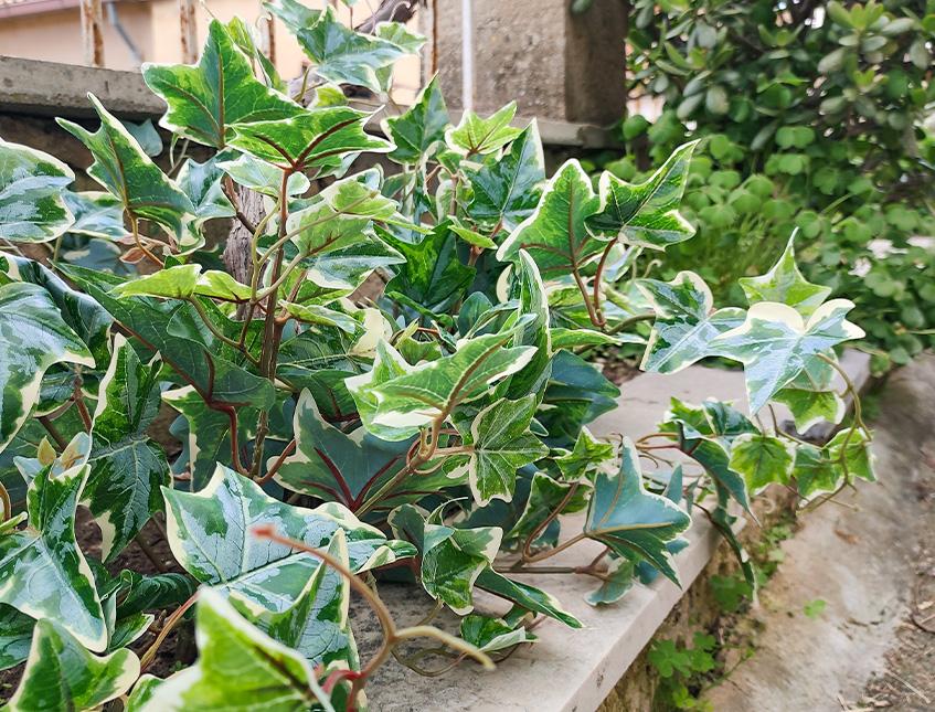 Edera Variegata bush H 60 - Sconti per Fioristi e Aziende . - in PE con 105 foglie