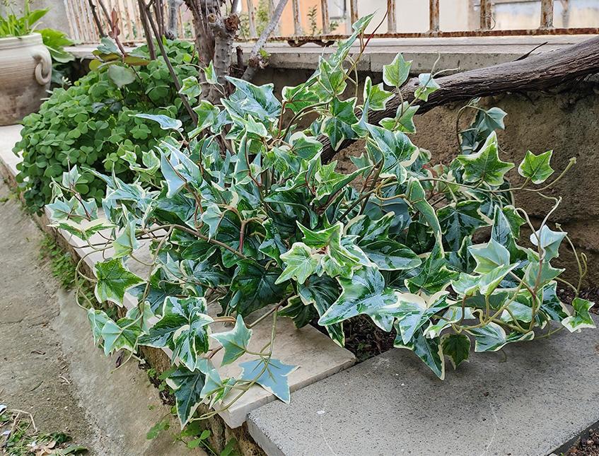 Edera Variegata bush H 60 - Sconti per Fioristi e Aziende - in PE con 105 foglie