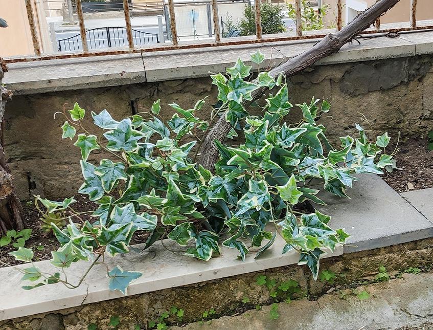 Edera Variegata bush H 60 - Sconti per Fioristi e Aziende . - in PE con 105 foglie
