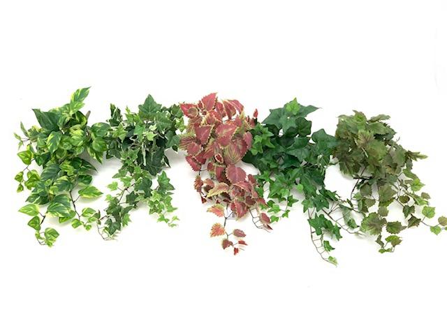 Edera Variegata bush H 60 - Sconti per Fioristi e Aziende . - in PE con 105 foglie