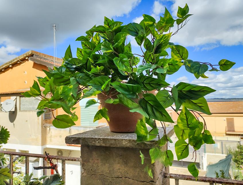 Pothos Variegato Bush x 9  - Sconti per Fioristi e Aziende - in Poliester PE