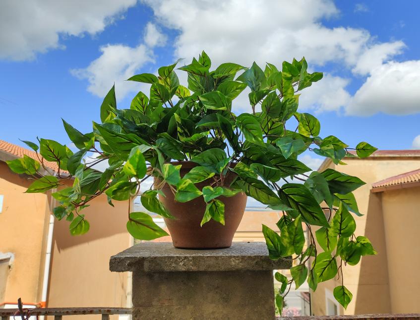 Pothos Variegato Bush x 9  - Sconti per Fioristi e Aziende - in Poliester PE