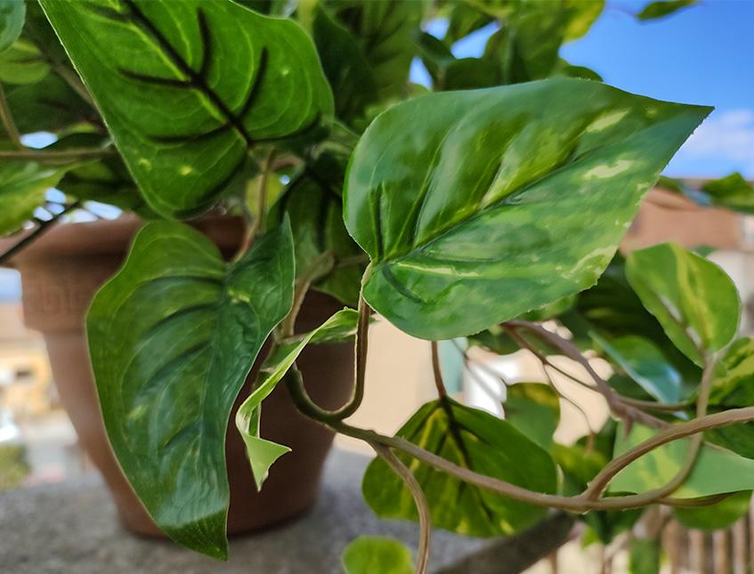 Pothos Variegato Bush x 9  - Sconti per Fioristi e Aziende - in Poliester PE