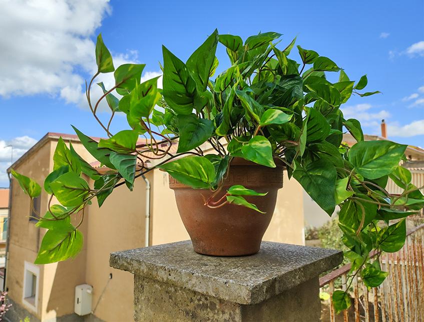 Pothos Variegato Bush x 9  - Sconti per Fioristi e Aziende - in Poliester PE