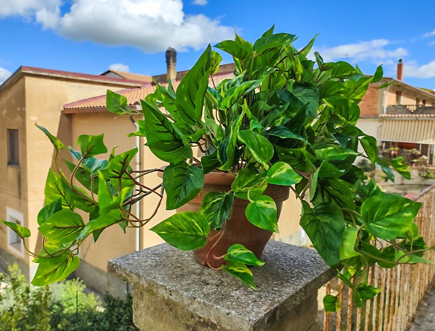 Pothos Variegato Bush x 9  - Sconti per Fioristi e Aziende - in Poliester PE