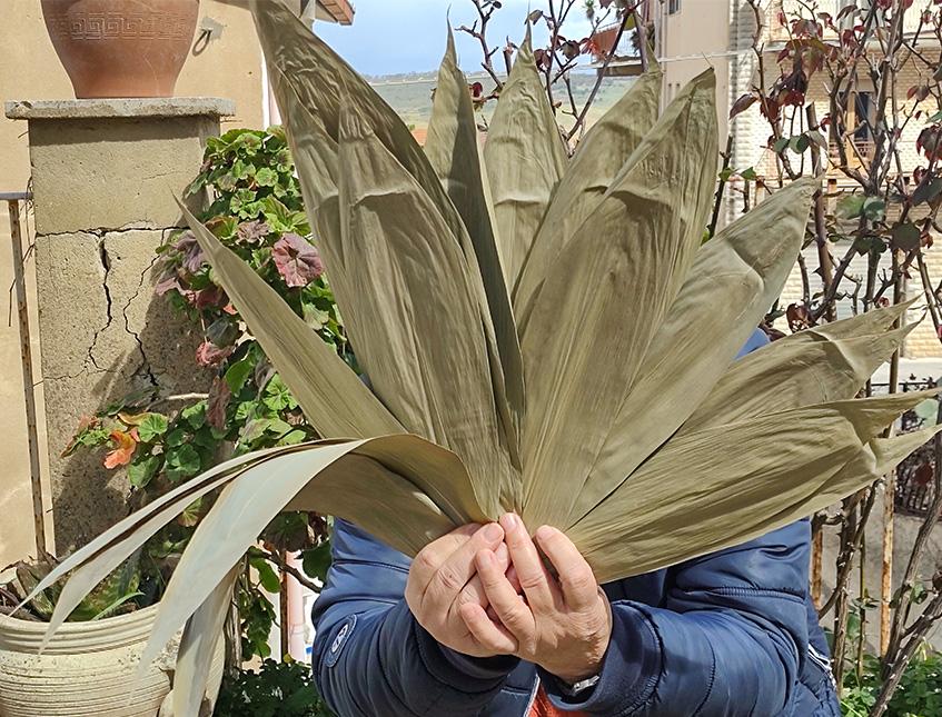 Foglie Naturali di Mais Dry stesa   - Sconti per Fioristi e Aziende - Confezione 10 foglie