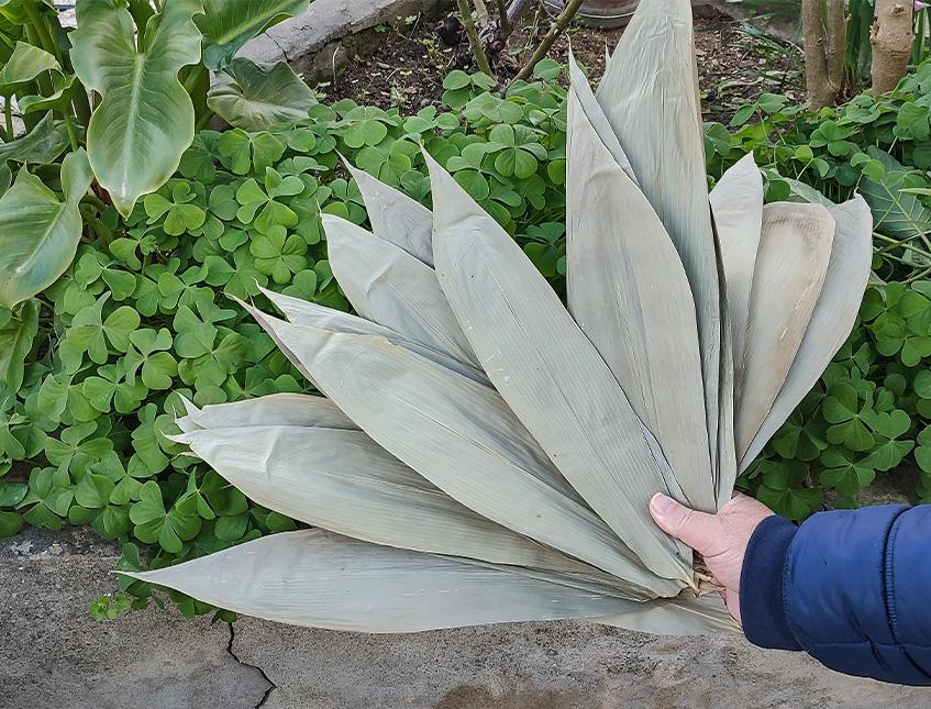 Foglie Naturali di Mais Dry stesa   - Sconti per Fioristi e Aziende - Confezione 10 foglie