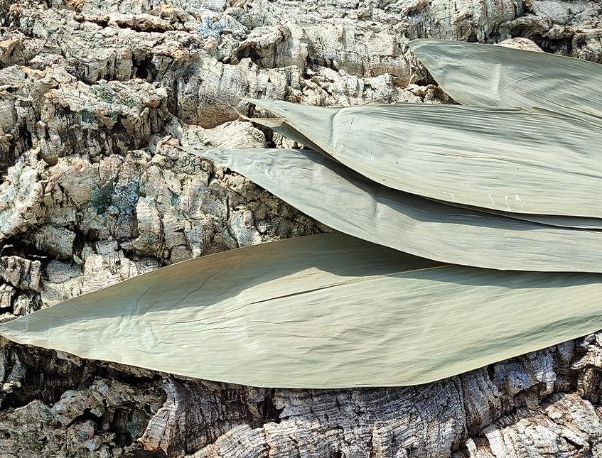 Foglie di Mais Dry Naturale - Sconti per Fioristi e Aziende - Confezione 10 foglie stese