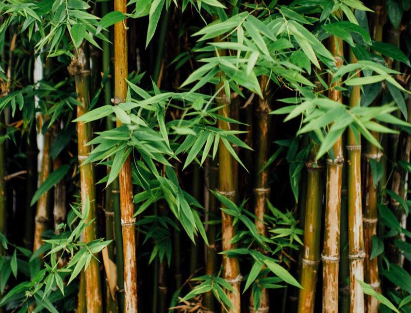 Canne Bamboo con punte - Sconti per Fioristi e Aziende - Confezione H 120 x 5 canne