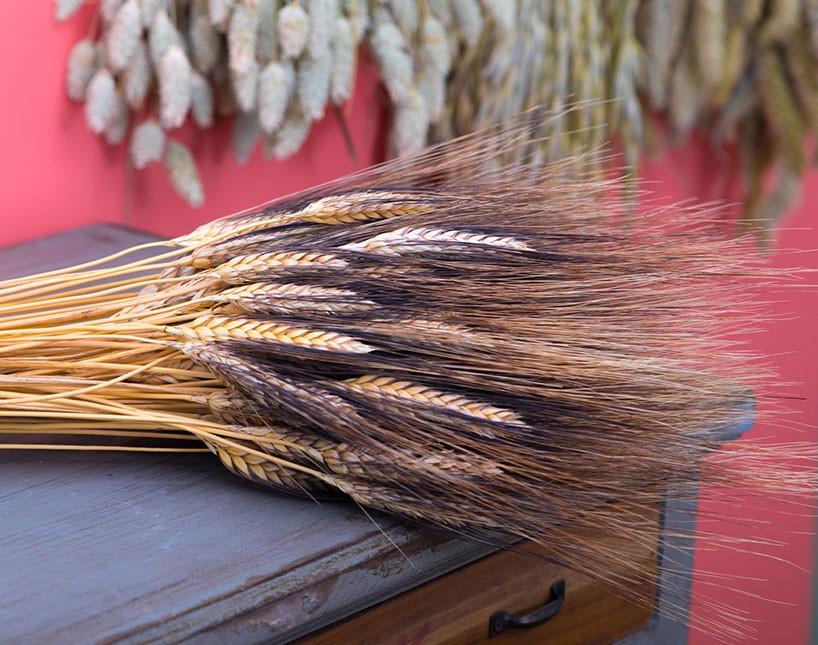 Spighe di grano stabilizzato mazzo 100 steli - Sconti per Fioristi e Aziende