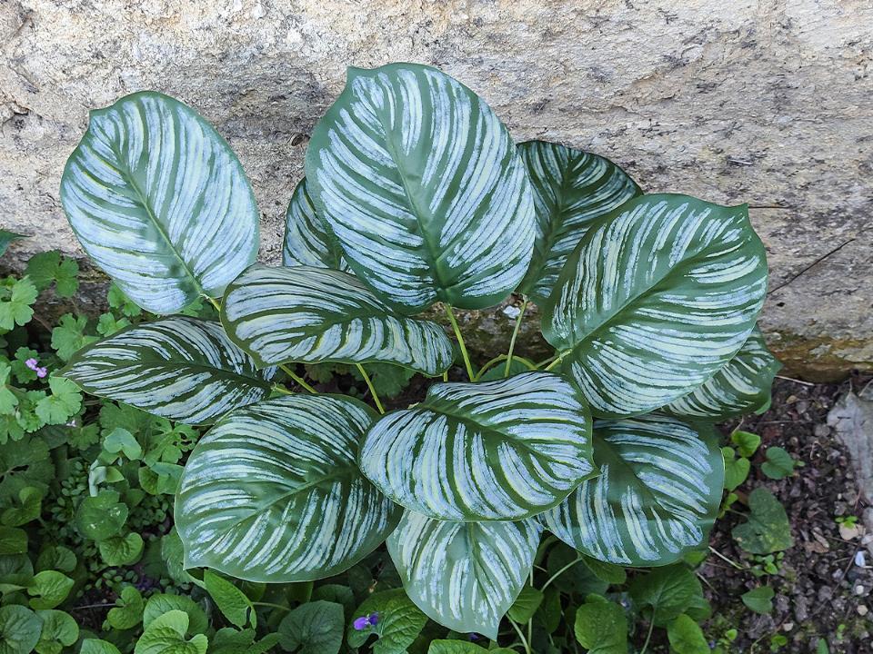 Calathea x 3 H 71 cm. -  Sconto per Fioristi e Aziende - Artificiale