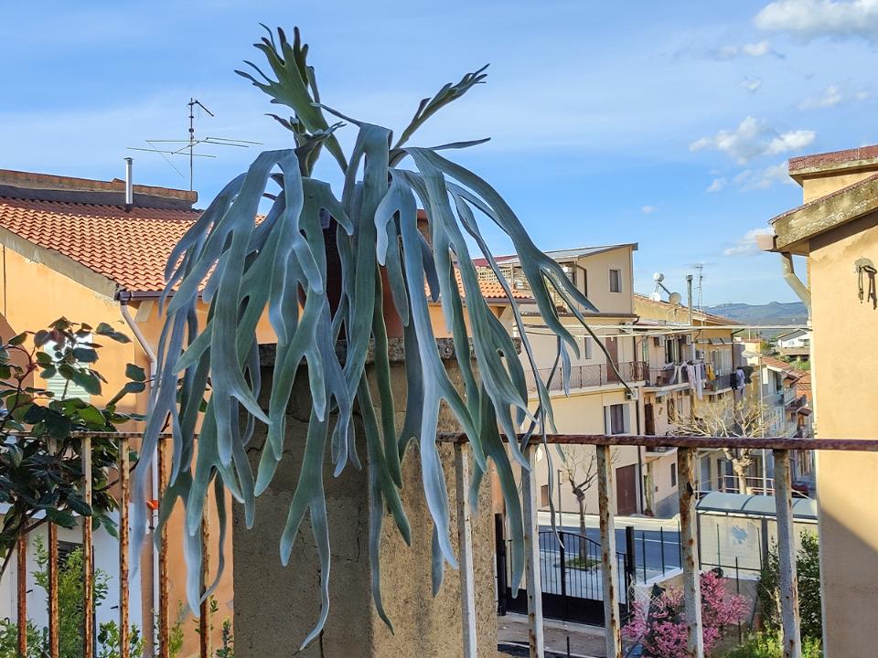 Platicerium Bifurcuto H 80 - Sconti per Fioristi e Aziende . - Corna d'Alce x 7 Artificiale