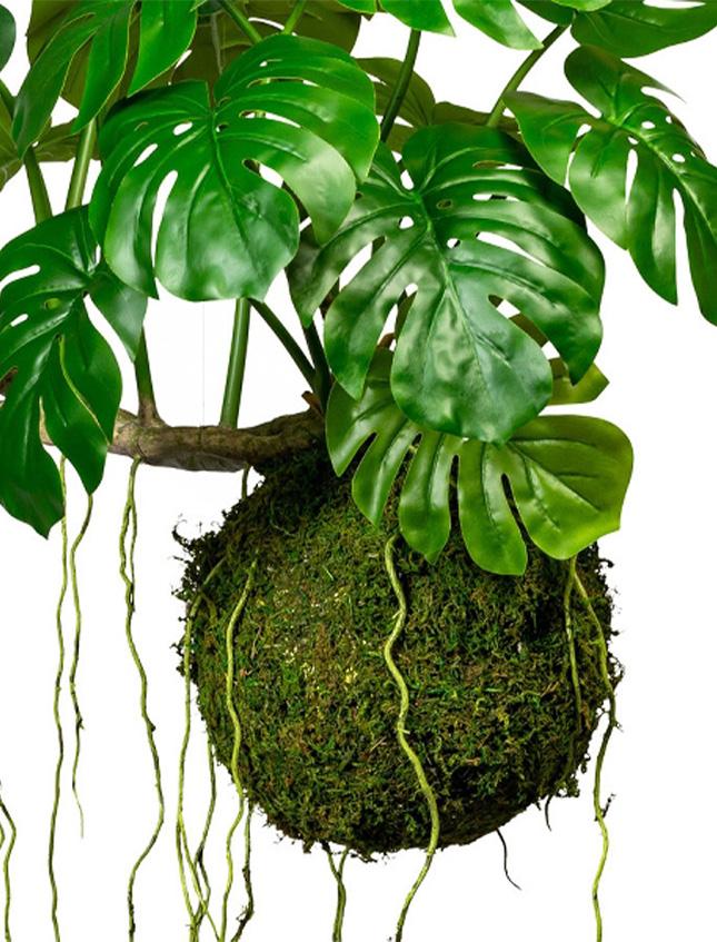 Monstera Kokedama H 120 - Sconto per Fioristi e Aziende . - Artificiale con 19 foglie su sfeta