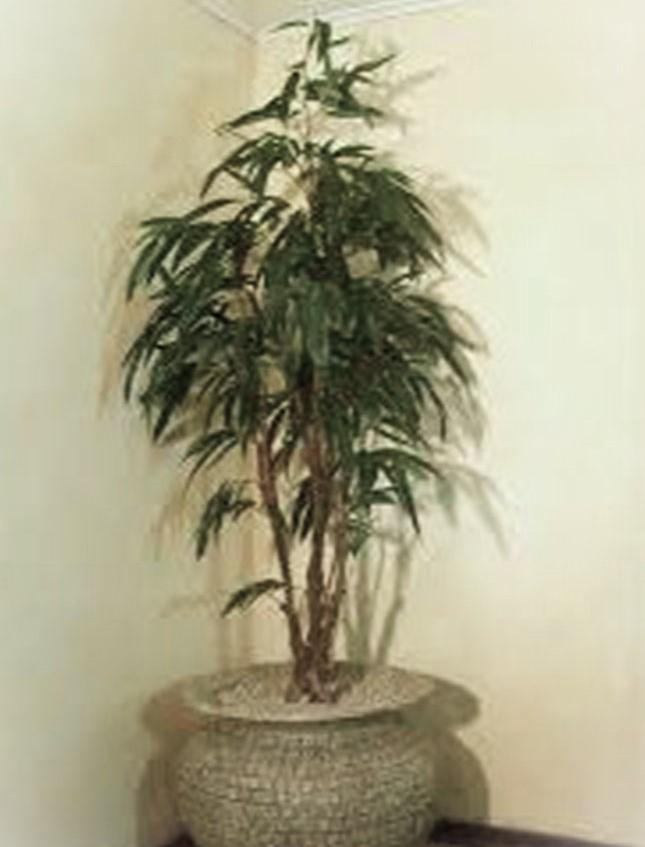 Lemmon Ficus H 180 in vaso - Sconti per Fioristi e Aziende . - Artificiale con 1200 foglie