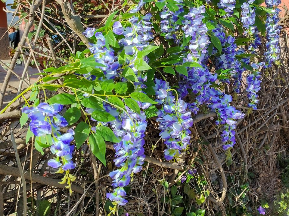 Glicine x 3  H 85 in poliester - Sconti per fioristi e aziende - Vari colori