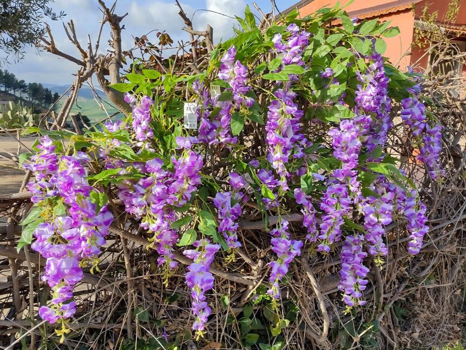 Glicine x 3  H 85 in poliester - Sconti per fioristi e aziende . - Vari colori