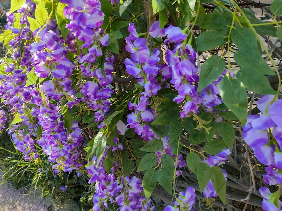 Glicine x 3  H 85 in poliester - Sconti per fioristi e aziende . - Vari colori