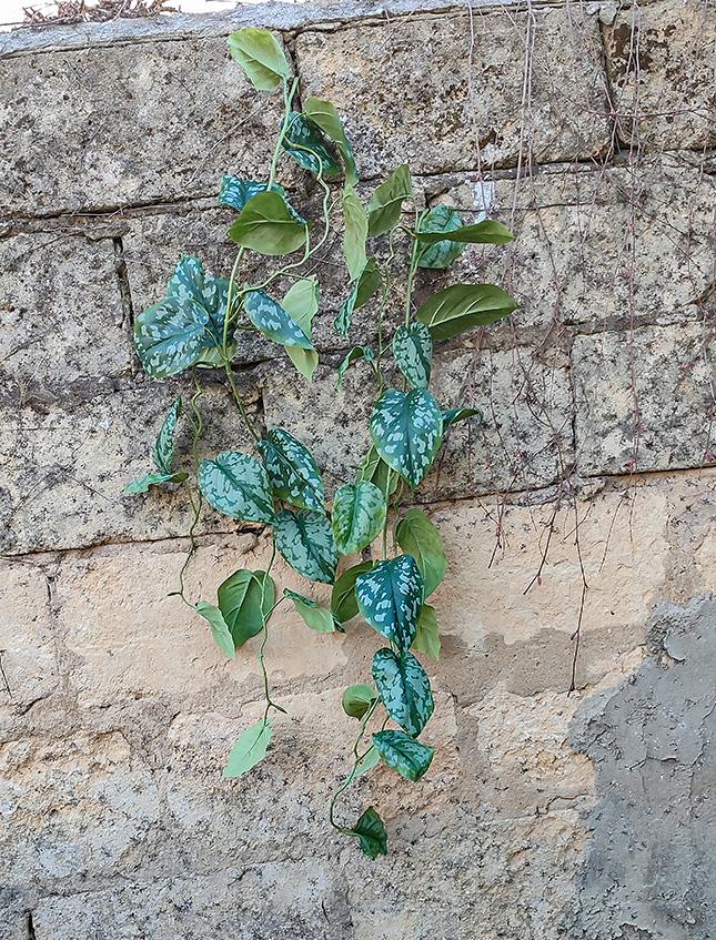 Scindapsus Pictus H 120  - Sconto per Fioristi e Aziende . - Cadente in poliester