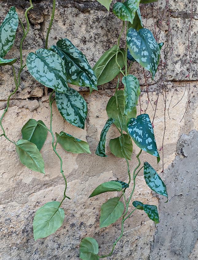 Scindapsus Pictus H 120  - Sconto per Fioristi e Aziende . - Cadente in poliester
