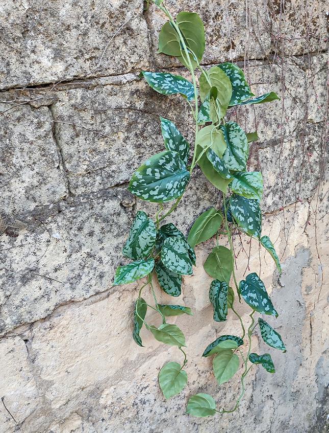 Scindapsus Pictus H 120  - Sconto per Fioristi e Aziende . - Cadente in poliester