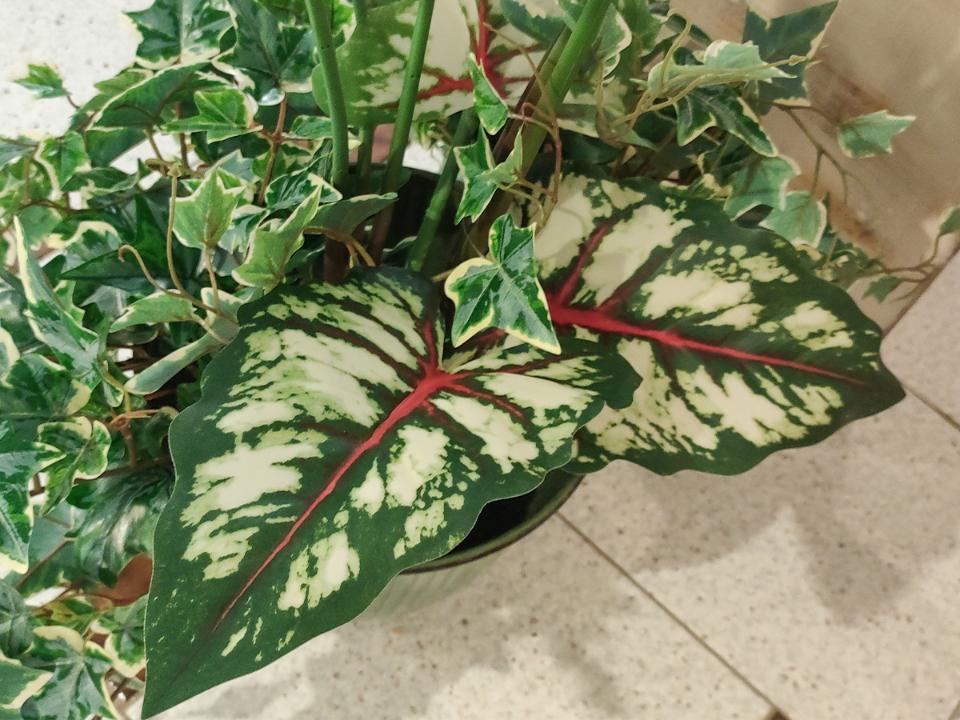 Caladium H 100 con 9 foglie - Sconti per Fioristi e Aziende - Artificiale con vaso