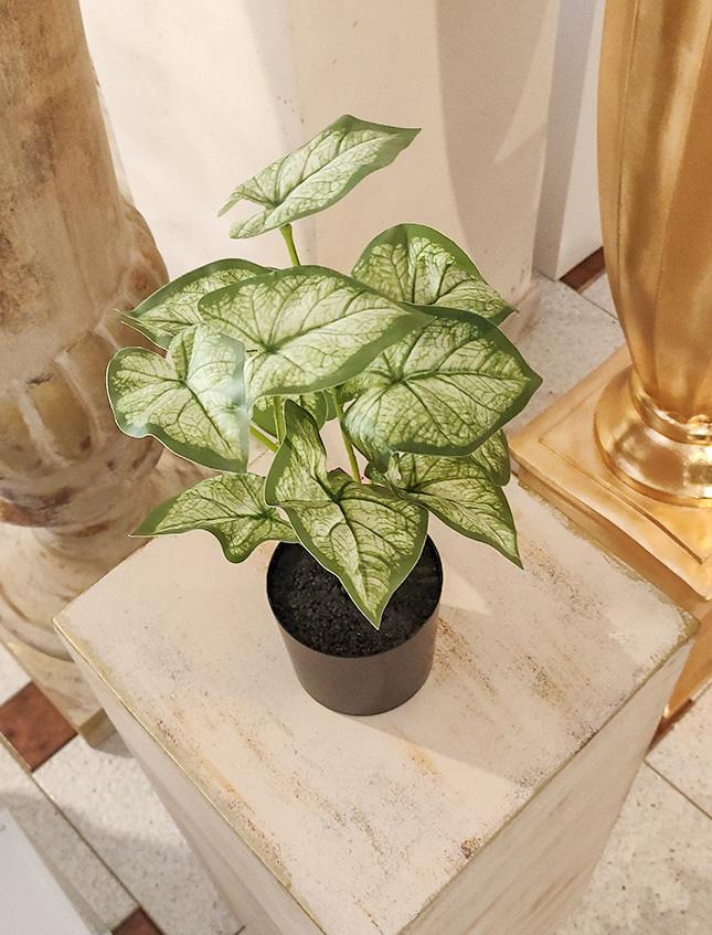 Caladium x 12 Verde H 35 - Sconti per Fioristi e Aziende - Artificiale con vaso