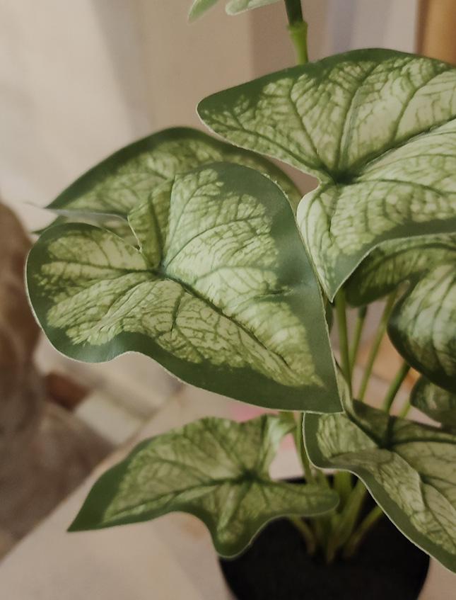 Caladium x 18 Verde H 48  - Sconti per Fioristi e Aziende . - Artificiale con vaso