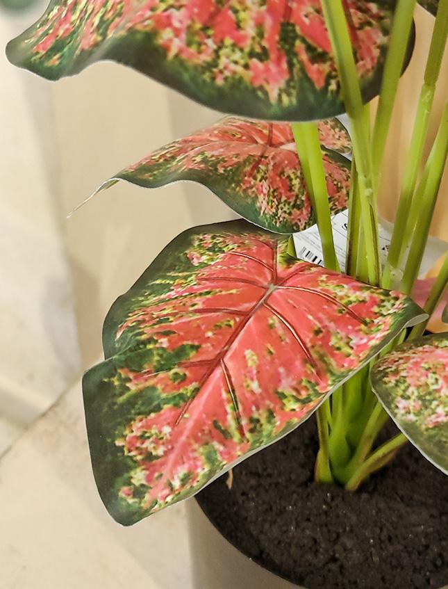 Caladium x 18 Rosso H 48 - Sconti per Fioristi e Aziende . -  Artificiale con vaso