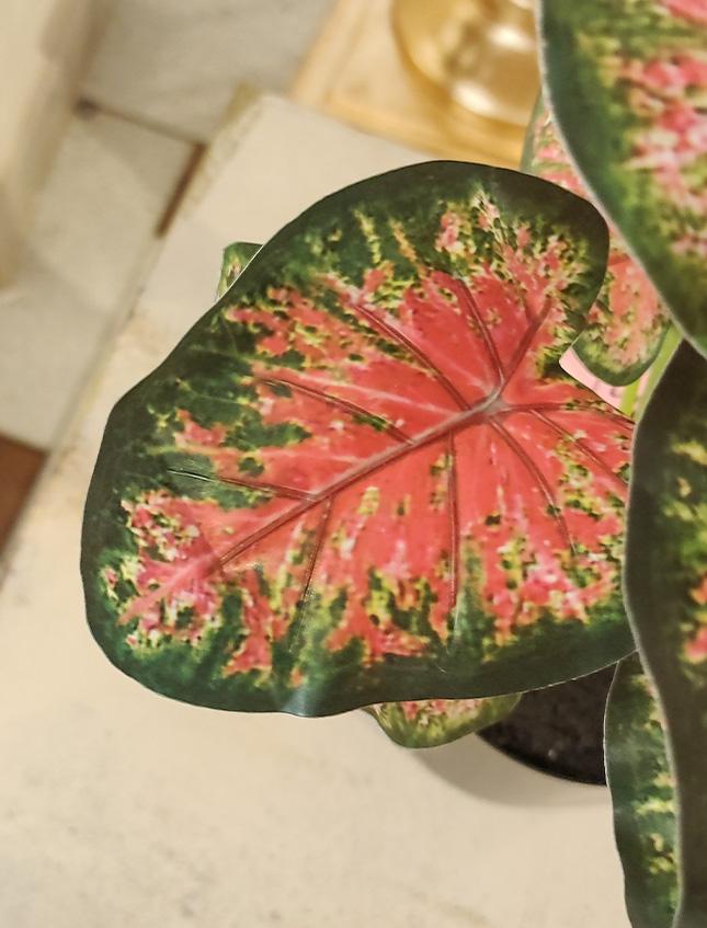 Caladium x 12 Rosso H 35  - Sconti per Fioristi e Aziende . - Artificiale con vaso