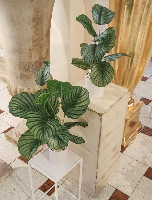 Calathea x 12 Striata H 57 - Sconti per Fioristi e Aziende -  Artificiale con vaso