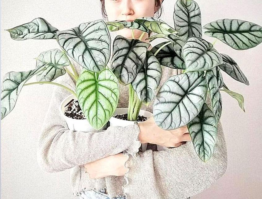 Caladium x 18 Verde H 48  - Sconti per Fioristi e Aziende . - Artificiale con vaso