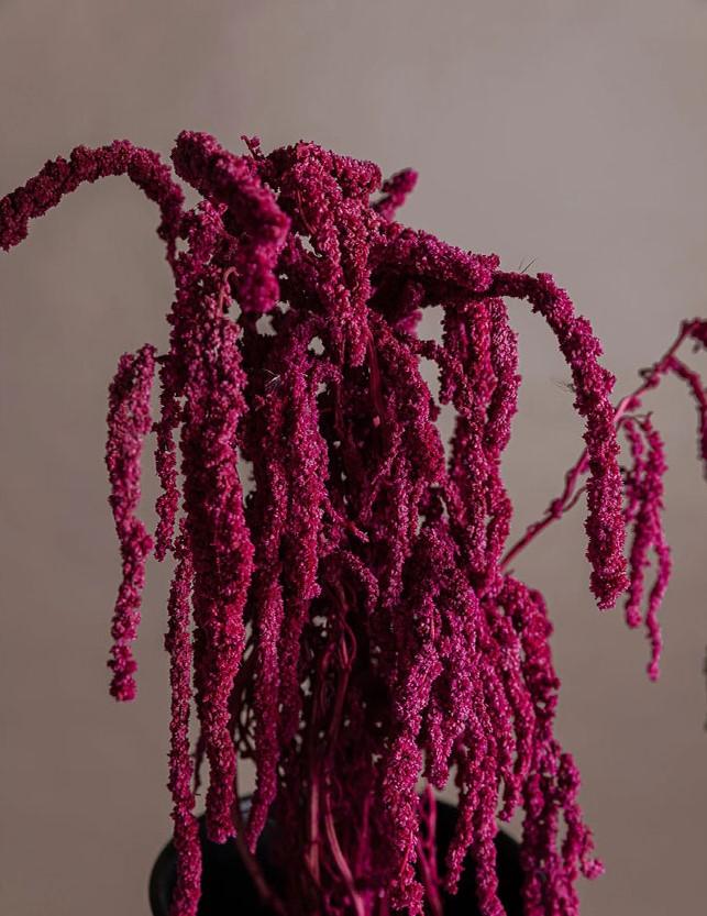 Amaranthus caudatum stabilizzato - Sconti per Fioristi e Aziende . - H 90/110
