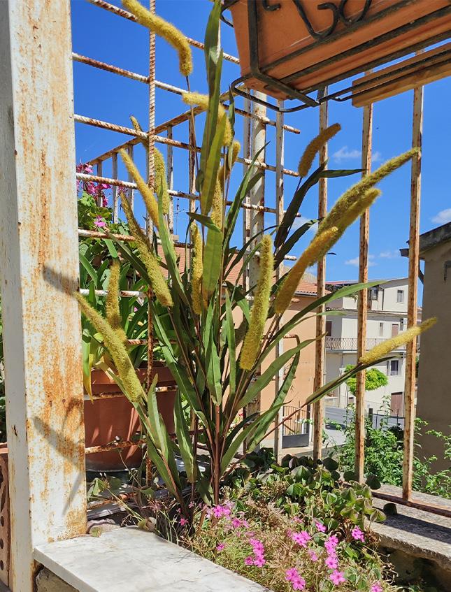 Pennisetum x 5  H 120 - Sconti per Fioristi e Aziende . - Artificiale in Poliestere