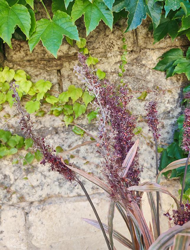 Sorgum Floccato x 4 H 150  - Sconti per Fioristi e Aziende . - Artificiale in 3 colori