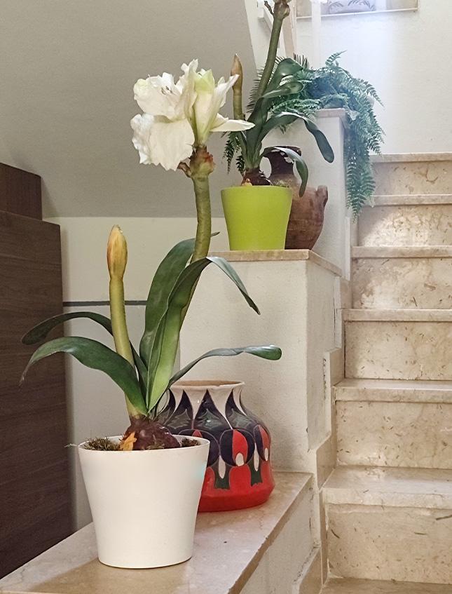 Amaryllis artificiale H 65 in vaso   - Sconto per Fioristi e Aziende