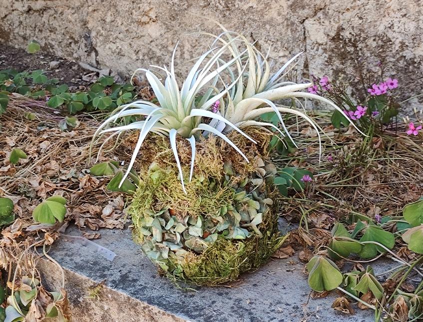 Orcetto vintage con Tillanzia x 2 H 23 - Sconto per Fioristi e Aziende .