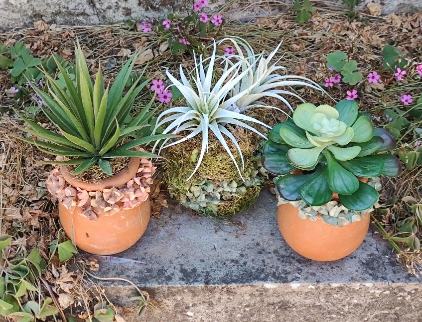 Orcetto vintage con Echeveria H 23 - Sconto per Fioristi e Aziende . - Terracotta decorata