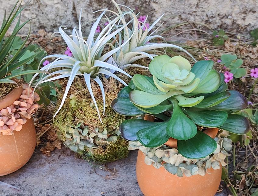 Orcetto vintage con Echeveria H 23 - Sconto per Fioristi e Aziende . - Terracotta decorata