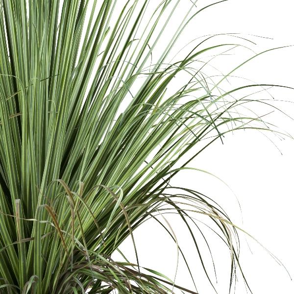 Beaucarnea H 68 con radici - Sconti per Fioristi e Aziende . - Artificiale con vaso